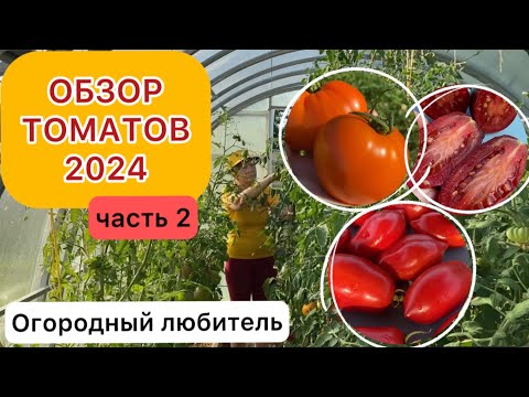 Видео: ОБЗОР ТОМАТОВ 2024, часть 2 (ДЕТЕРМИНАНТНЫЕ, ПОЛУДЕТЕРМИНАНТНЫЕ СОРТА, ЧЕРРИ, ГНОМЫ) высылаю семена