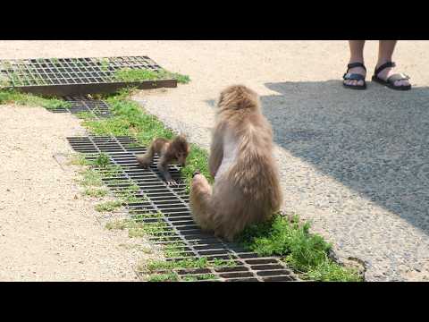 Видео: Самое милое: Смотреть как детеныш обезьяны учится ходить / monpai monyet baby bibi monkey