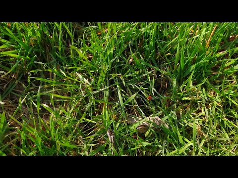 Видео: Домашняя вермиферма. ВОЗРОЖДЕНИЕ! Теперь всё серьёзно!