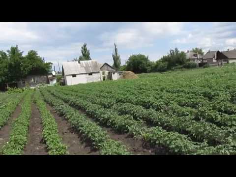 Видео: Последнее окучивание картофеля.Ждем Урожай))))