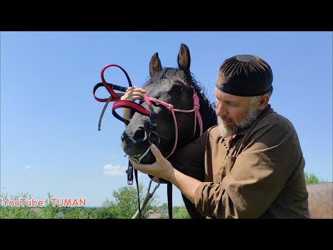 Видео: Если Жеребец не даёт одевать уздечку, результат работы на корде, седлать и расседлать Лошадь.