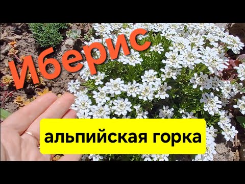Видео: Переделка альпийской горки /размножение ибериса 