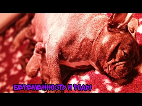 Видео: Как протекает беременность французского бульдога Деметры, сколько щенков?