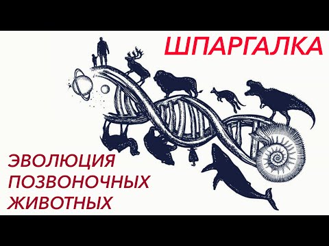 Видео: Шпаргалка "Сравнительная характеристика эволюции систем органов позвоночных животных" - ЦТ, ЕГЭ, ЗНО