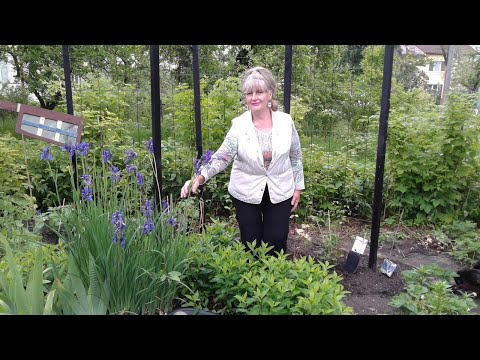 Видео: Клематисы ,посадка и опоры.