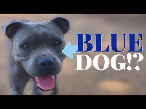 Видео: СИНИЙ СТАФФИ: Существуют ли на самом деле СИНИЕ собаки?