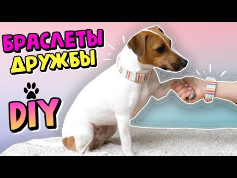 Видео: DIY🐾 | БРАСЛЕТЫ ДРУЖБЫ ДЛЯ ВАС И ВАШЕЙ СОБАКИ🐶💖 | БЕСШОВНЫЕ ЧЕХЛЫ | Darina Sweet