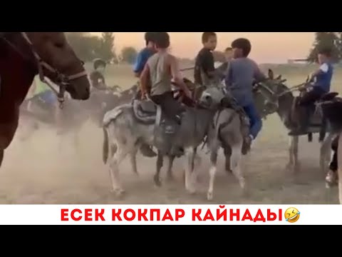 Видео: ЕСЕК КОКПАРДАҒЫ ЕРЕГЕС😱🤣 |Есек көкпар қайнады | Инстаграмда хит болып жатқан видео толық нұсқа!