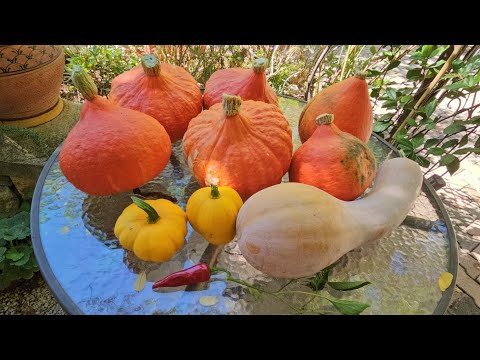 Видео: Сад и огород в начале сентября.Мои красавицы-твквы и вафли из них!