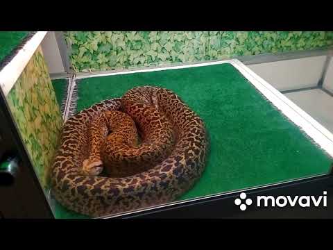 Видео: Николаев! Николаевский зоопарк!🐂1.11.2025