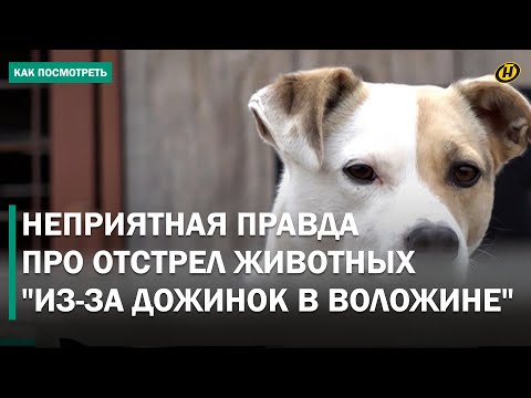 Видео: ИЗ-ЗА "ДОЖИНОК"? Сети взорвали новости про отстрел собак и кошек. ИСПОВЕДЬ ЛОВЦА БРОДЯЧИХ ЖИВОТНЫХ