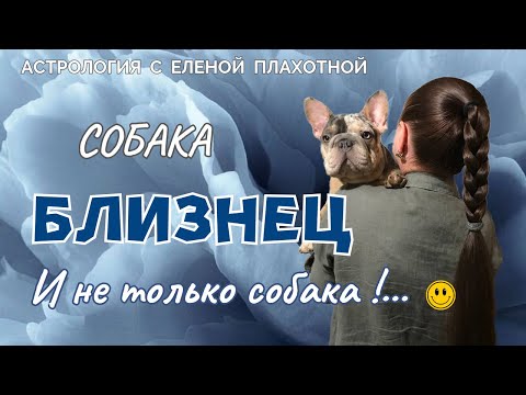 Видео: Собака Близнец♊ (И не только собака!...😃)|