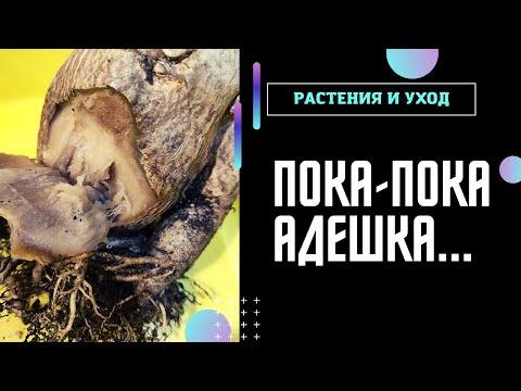 Видео: ПОТЕРЯ ПОТЕРЬ самый взрослый СЕЯНЕЦ АДЕНИУМА покинул мою коллекцию #адениум #adenium