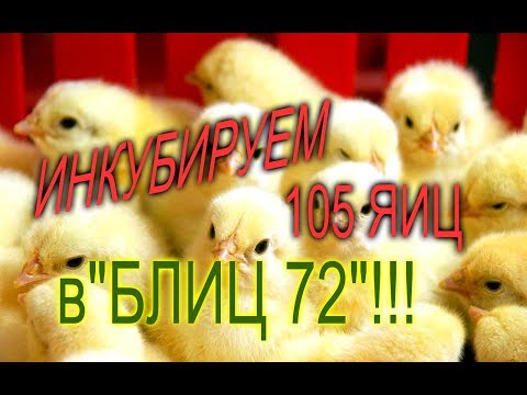 Видео: РЕЗУЛЬТАТЫ ИНКУБАЦИИ 105 ЯИЦ В ИНКУБАТОРЕ БЛИЦ 72//МОЯ ЛЮБИМАЯ УСАДЬБА