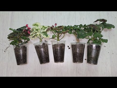 Видео: СЕКРЕТ МОЩНОЙ КОРНЕВОЙ НА ЧЕРЕНКАХ ГЕРАНИ, корни лезут быстро и щеткой