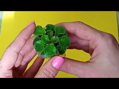 Видео: Фиалки! Рыжий налёт в центре розетки! Что делать?