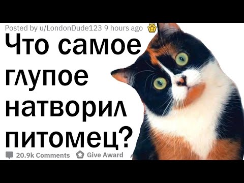 Видео: Что самое глупое сделал ваш питомец?