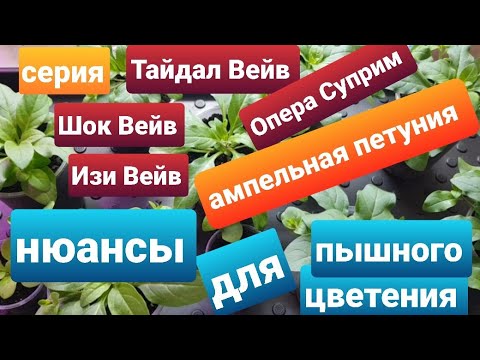 Видео: Петуния ампельная серия Тайдал Вейв/ Рассада 1,5 мес/ Формировка куста для пышного цветения