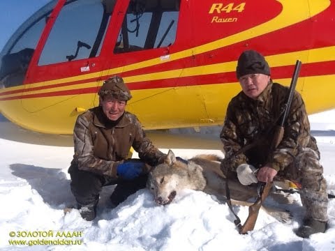 Видео: Yakutia. Охота на волков в Якутии. Эвенки. GoldenAldan.ru
