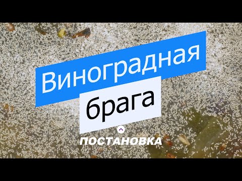 Видео: Делаем Коньяк дома! Часть 1 - Виноградная брага.