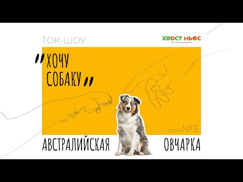 Видео: Ток-шоу «Хочу собаку» – Аусси. Что нужно знать, прежде чем завести австралийскую овчарку?