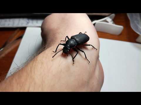 Видео: Жуки чернотелки: жук-знахарь, мучной хрущак и зофобас морио
