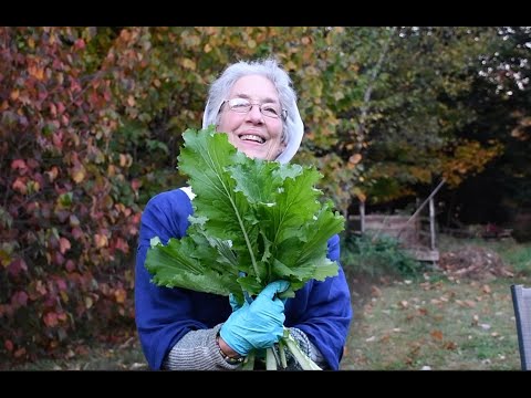 Видео: Выращивание китайской капусты в октябре
