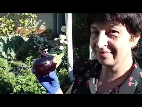 Видео: Я тебе поставлю лайк/Собрала урожай баклажан 🍆