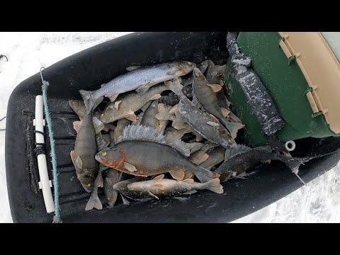 Видео: Наловил онежских окуней. Рыбалка в Карелии