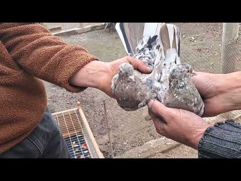 Видео: Туркменистан. г.Туркменабат. В гостях у друзей классные голуби.23.01.2025.г.(Чарджоу).🕊🕊🕊🕊🕊.