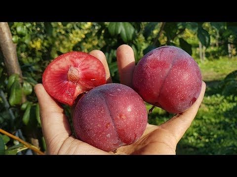 Видео: Слива диплоидная Руби Кранч RUBY CRUNCH*