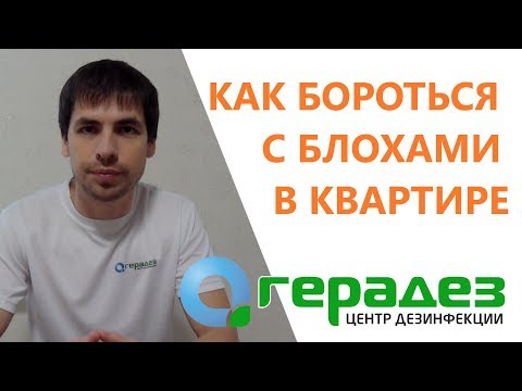 Видео: Как избавиться от блох в доме БЫСТРО и НАВСЕГДА (комплексный подход)