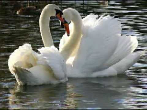 Видео: 09 Нежность моя