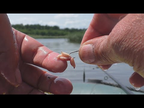 Видео: Рыбалка на реке с лодки  Опять ведро рыбы