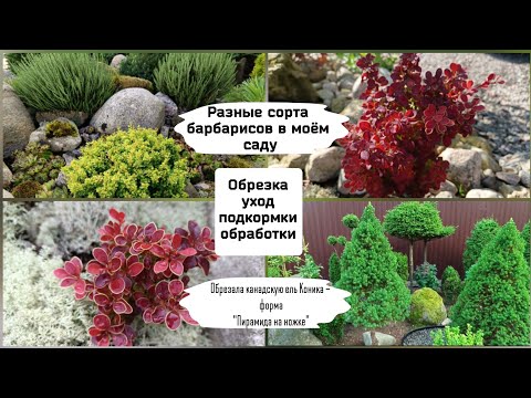 Видео: Разные сорта барбарисов в моём саду. Обрезка, уход, подкормки, обработки.