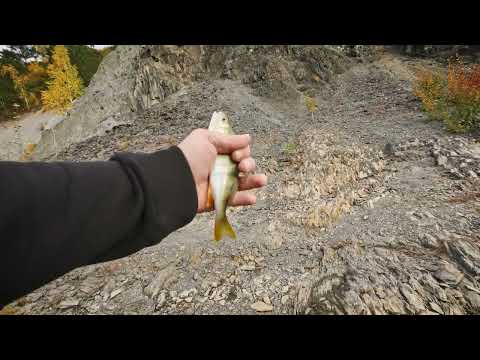 Видео: Рыбалка на Синем Утесе (река Томь, Томская область). Наткнулся на стаю окуней (дважды) плюс бонусы.