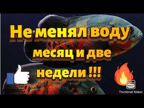 Видео: Не менял воду месяц и две недели!