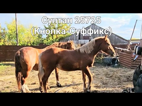 Видео: Жеребец Султан сын Кнопки, в добрый путь.