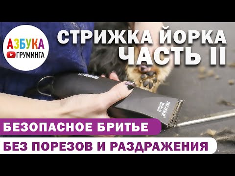 Видео: Стрижка йорка - бритье лапок и ушей, как не порезать! Выбираем длину и инструмент