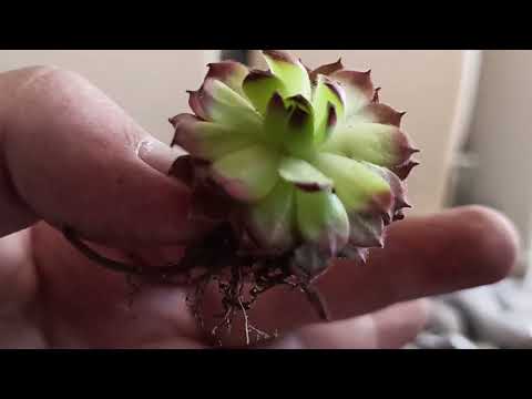 Видео: Распаковка молодило (часть 7)