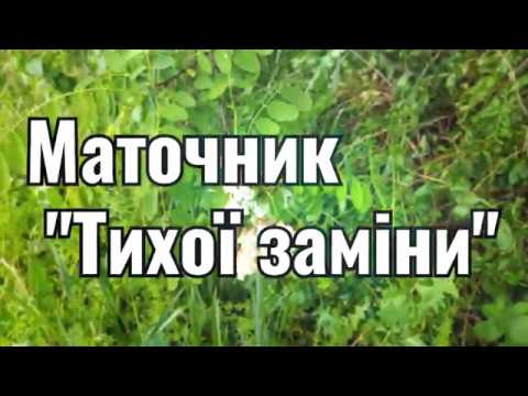 Видео: Маточник "тихої заміни", кращий спосіб виводу матки на моїй пасіці