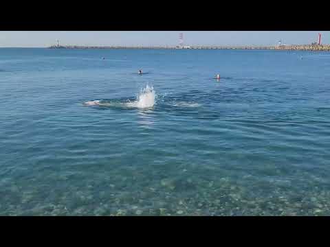 Видео: Плавание на открытой воде