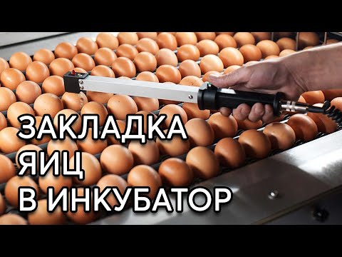 Видео: ИНКУБАЦИЯ ЯИЦ #2 Правильная закладка яиц в инкубатор.