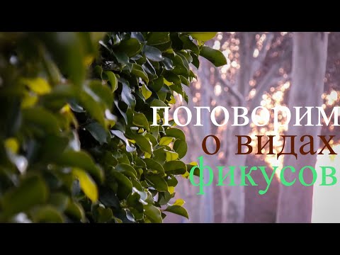 Видео: Разновидность фикусов.