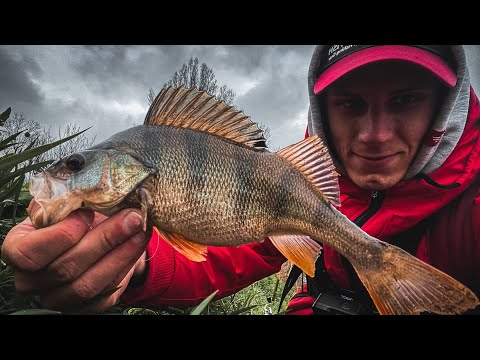 Видео: ОКУНЯ ГНУТЬ СПІНІНГ! Огляд на бюджетний ультралайт Flagman Orbion 69ULS!