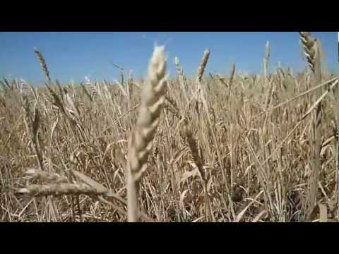 Видео: Игорь Растеряев-комбайнёры (Ver.2.0)