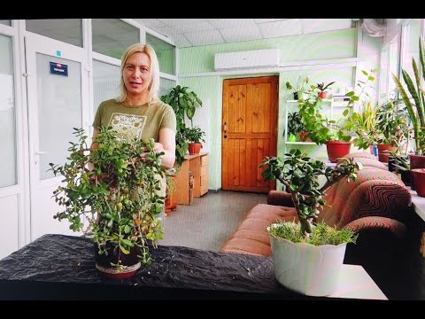 Видео: Спасение старой крассулы овата. (часть 1 - Начало) Crassula ovata