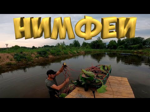 Видео: Посадил нимфеи в пруд . Раков стало больше ! [Жизнь в деревне]