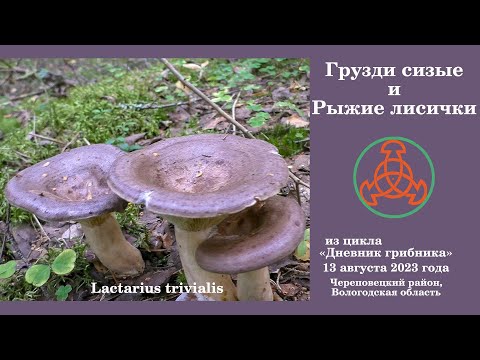 Видео: Грузди сизые и рыжие Лисички! Дневник грибника 13 августа 2023 года.