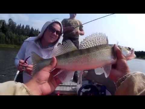 Видео: РЫБАЛКА с НОЧЕВОЙ в низовьях Чулыма.Арефьево.Ловля СУДАКА,ЩУКИ И ОКУНЯ.Яры,коряги,перекаты,косы.